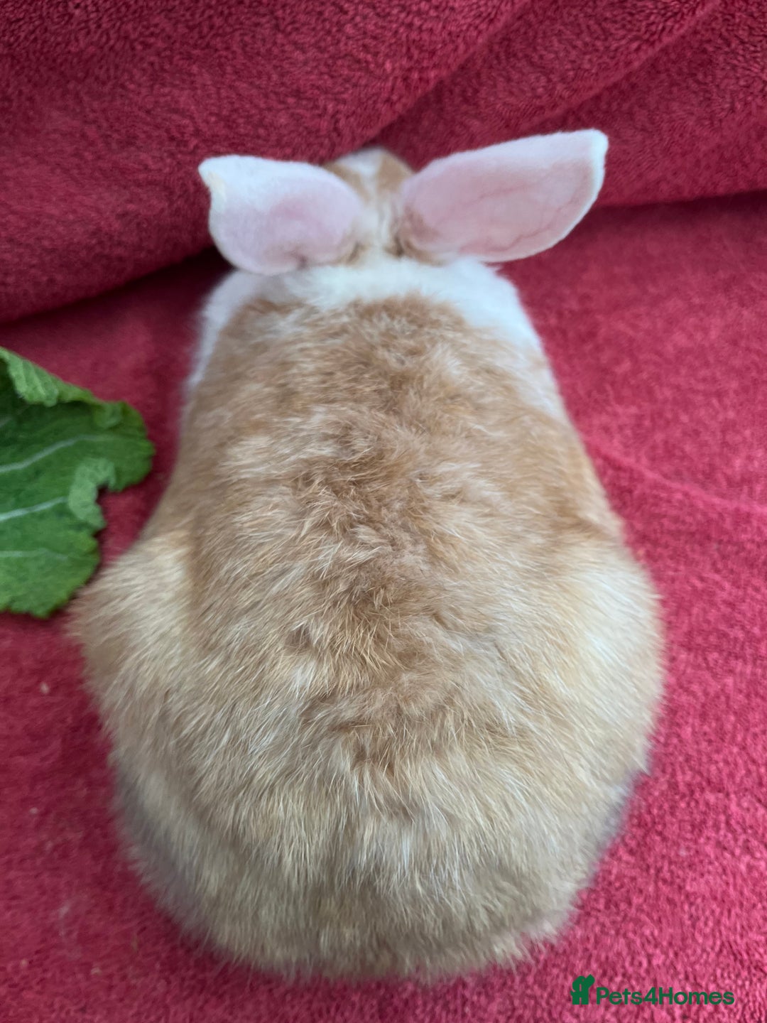 Mixed Breed rabbits for sale: Mixed rabbits  - Advert 3