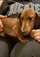 Miniature Dachshund dogs - Advert 4
