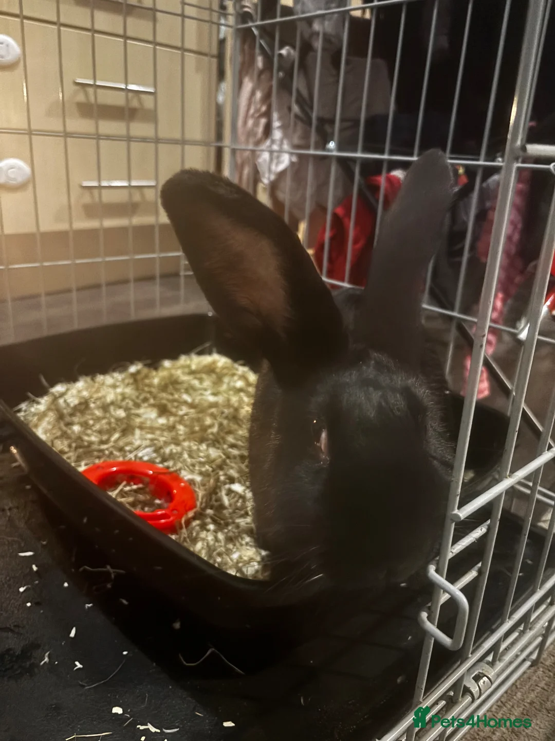 Continental Giant rabbits for sale: 2x continental giant females in Gloucester - Advert 7