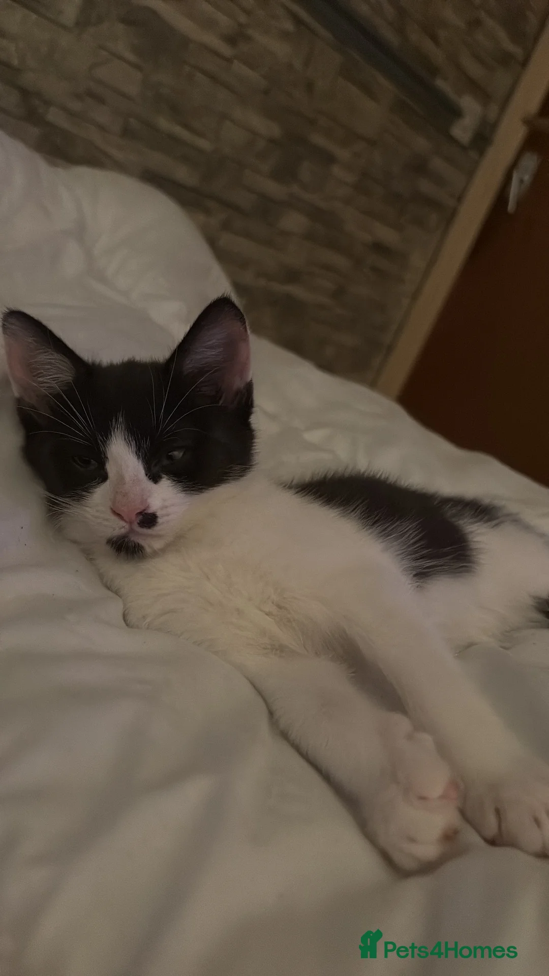 British Shorthair cats for sale: Black and White Male  - Advert 2