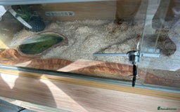 Corn Snake reptiles for sale: Male Corn Snake, comes with enclosure  - Image 4