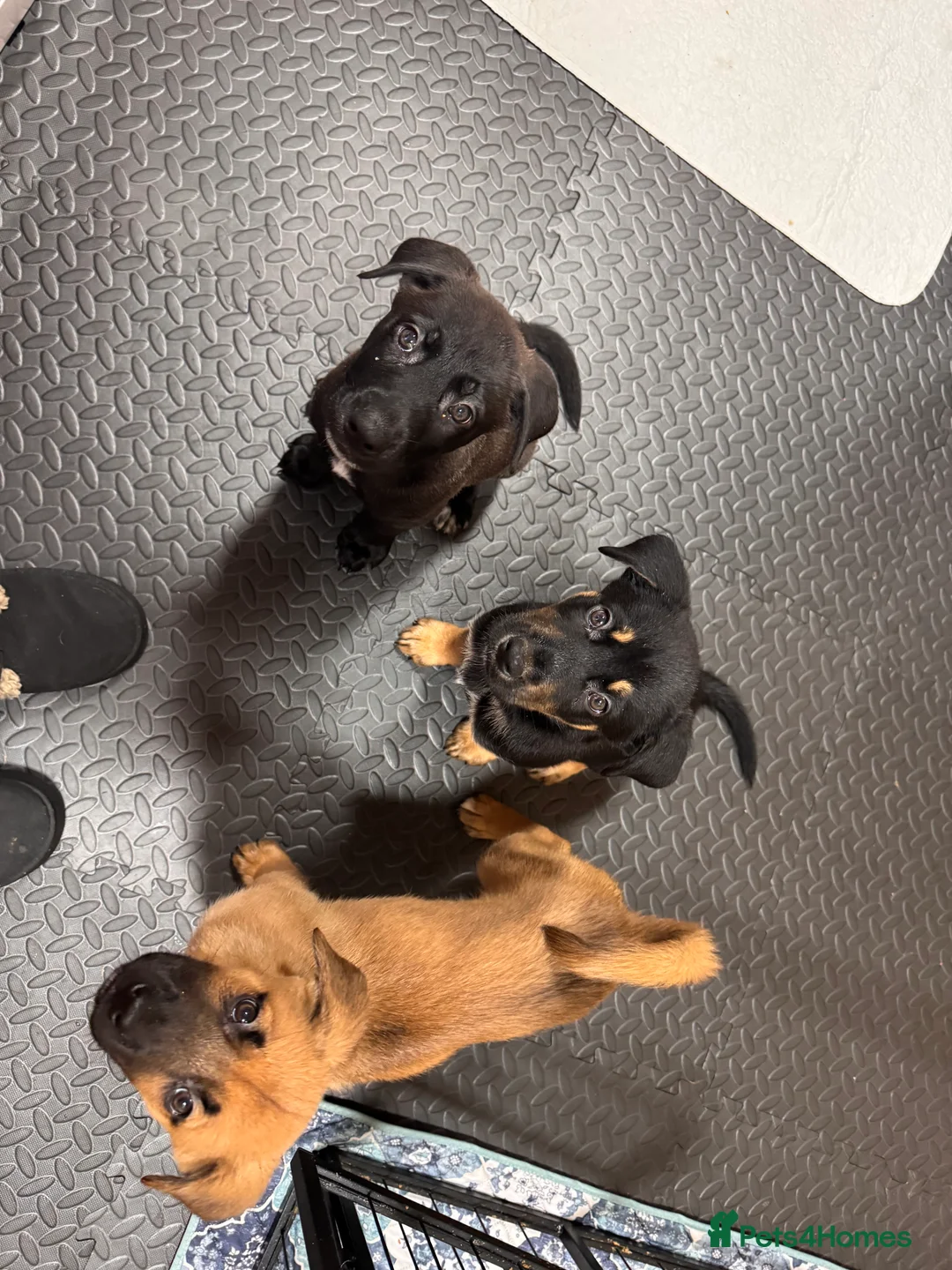 Mixed Breed dogs for sale: RARE BLUE EYE Sholly  ** tiff x Husky  - Advert 9