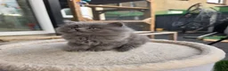 British Longhair cats for sale: British longhair mix fluffy kittens  - Advert 10