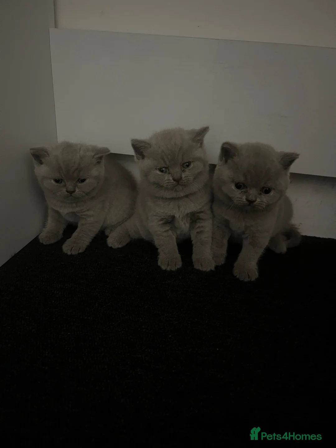 British Shorthair cats for sale: 3 BRITISH SHORTHAIR KITTENS FOR SALE in Barking - Advert 8
