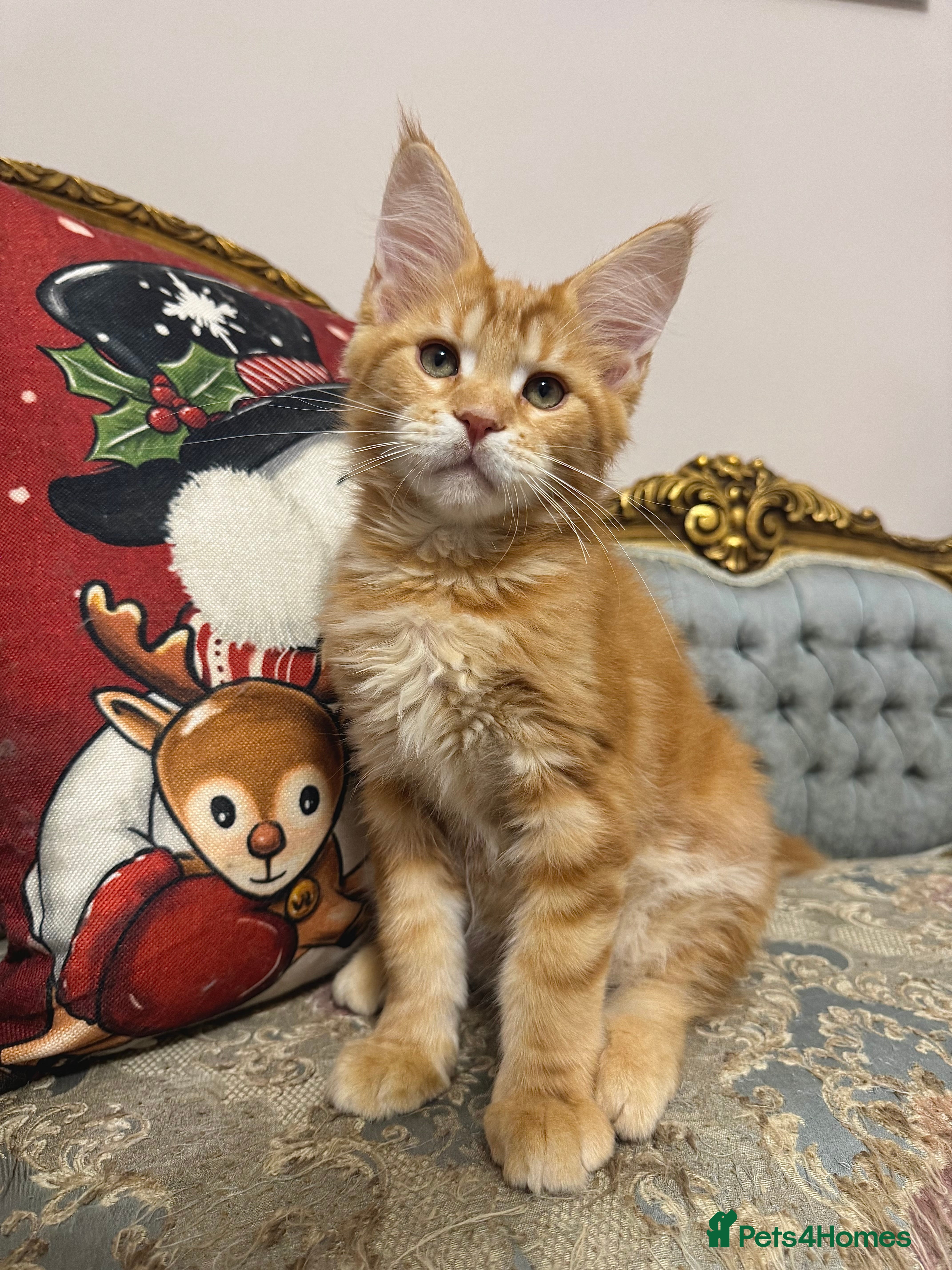 Maine Coon cats Maine Coon Kittens 🏆 20+ gen 🧬 pedigree 🎄🎄🎄 - Advert 2