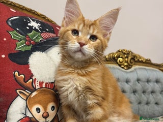 Maine Coon cats Maine Coon Kittens 🏆 20+ gen 🧬 pedigree 🎄🎄🎄 - Advert 3