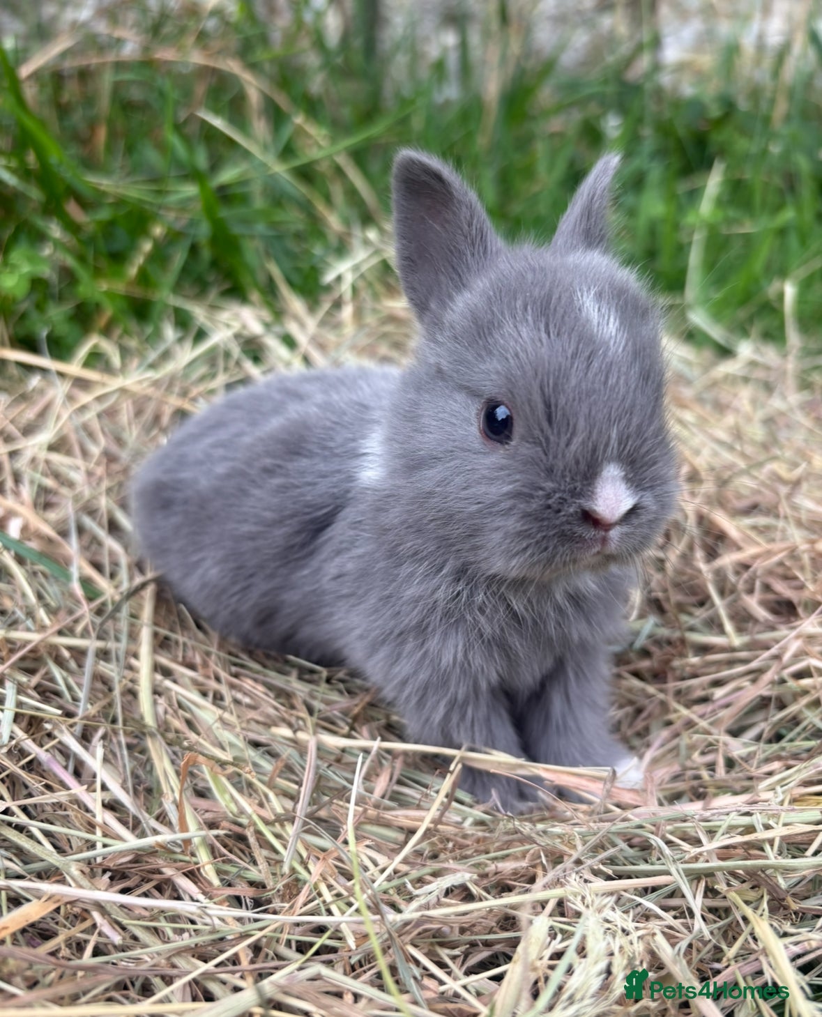 Netherland Dwarf rabbits Sweet Netherland dwarf bunnies  - Advert 5