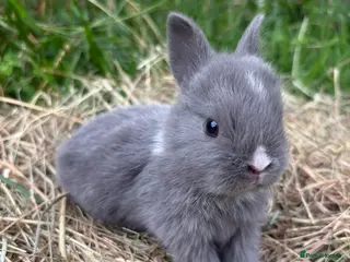 Netherland Dwarf rabbits Sweet Netherland dwarf bunnies - Advert 7