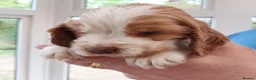 Cocker Spaniel dogs for sale: kc show cocker spaniels  - Advert 7