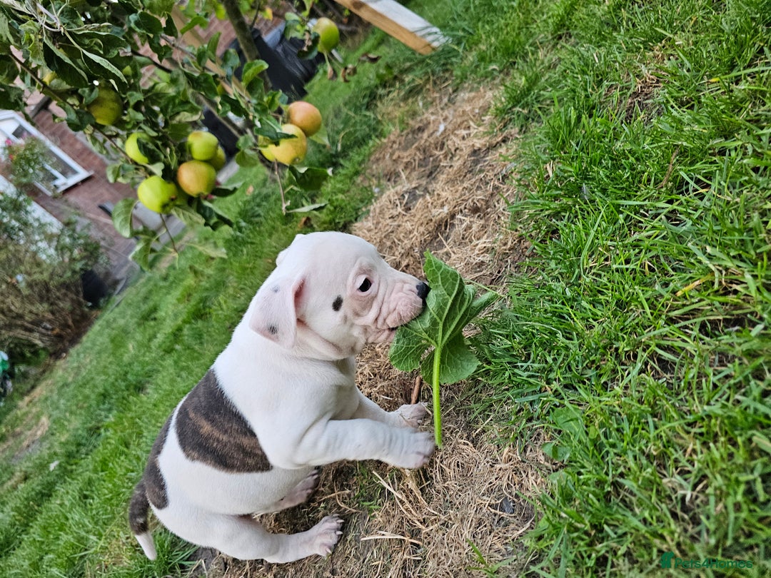 Staffordshire Bull Terrier dogs for sale: 🐾 Beautiful Staffordshire Bull Terrier Puppies 🐾 - Image 5