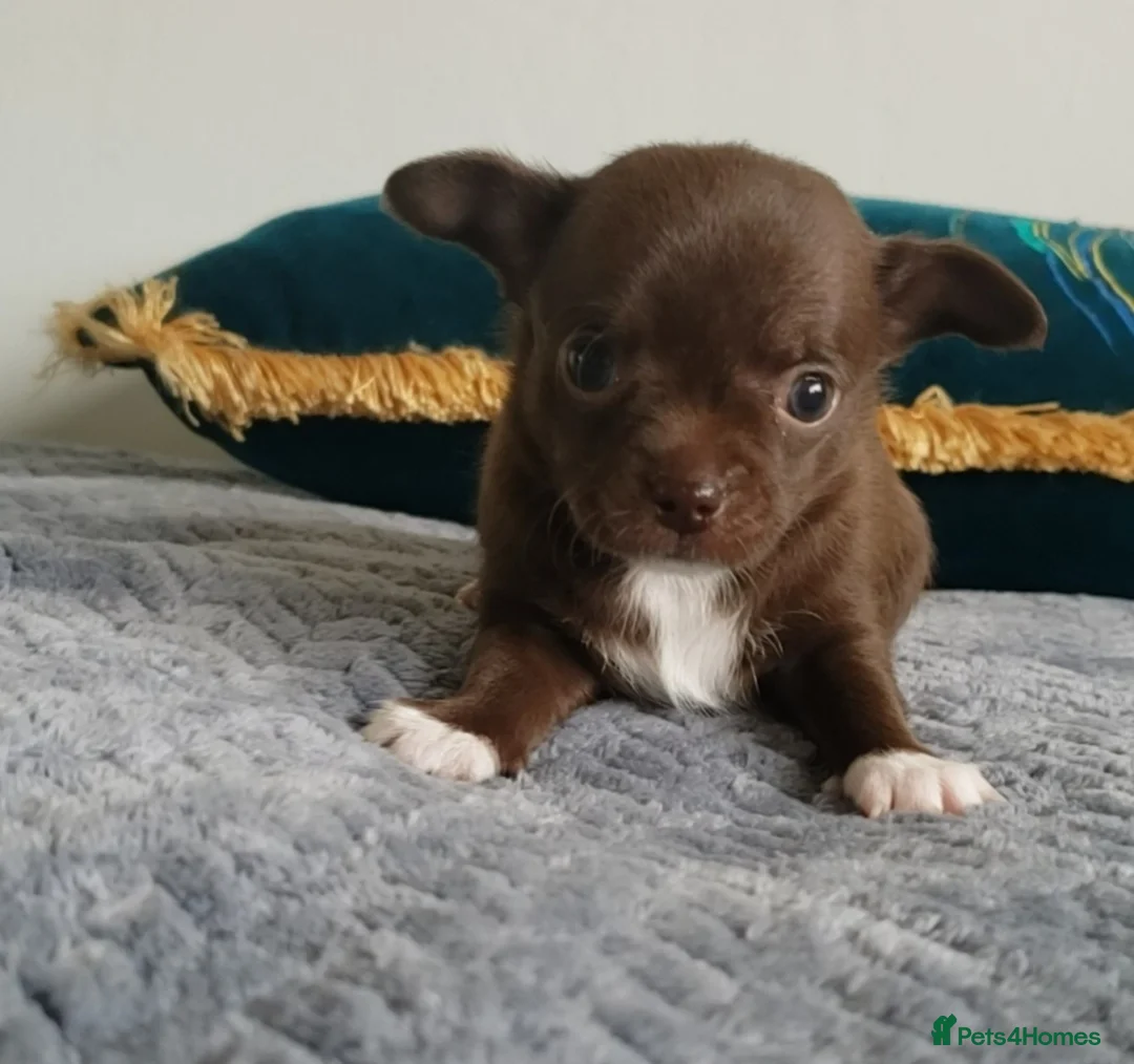 Chihuahua dogs for stud: FREDERICK VON LOVEHUNTER KC Champion heritage Stud in Chorley - Advert 25