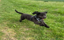 Cavapoo dogs for sale:  Stunning F1b girl cavapoo puppies,rare tri colour - Image 4