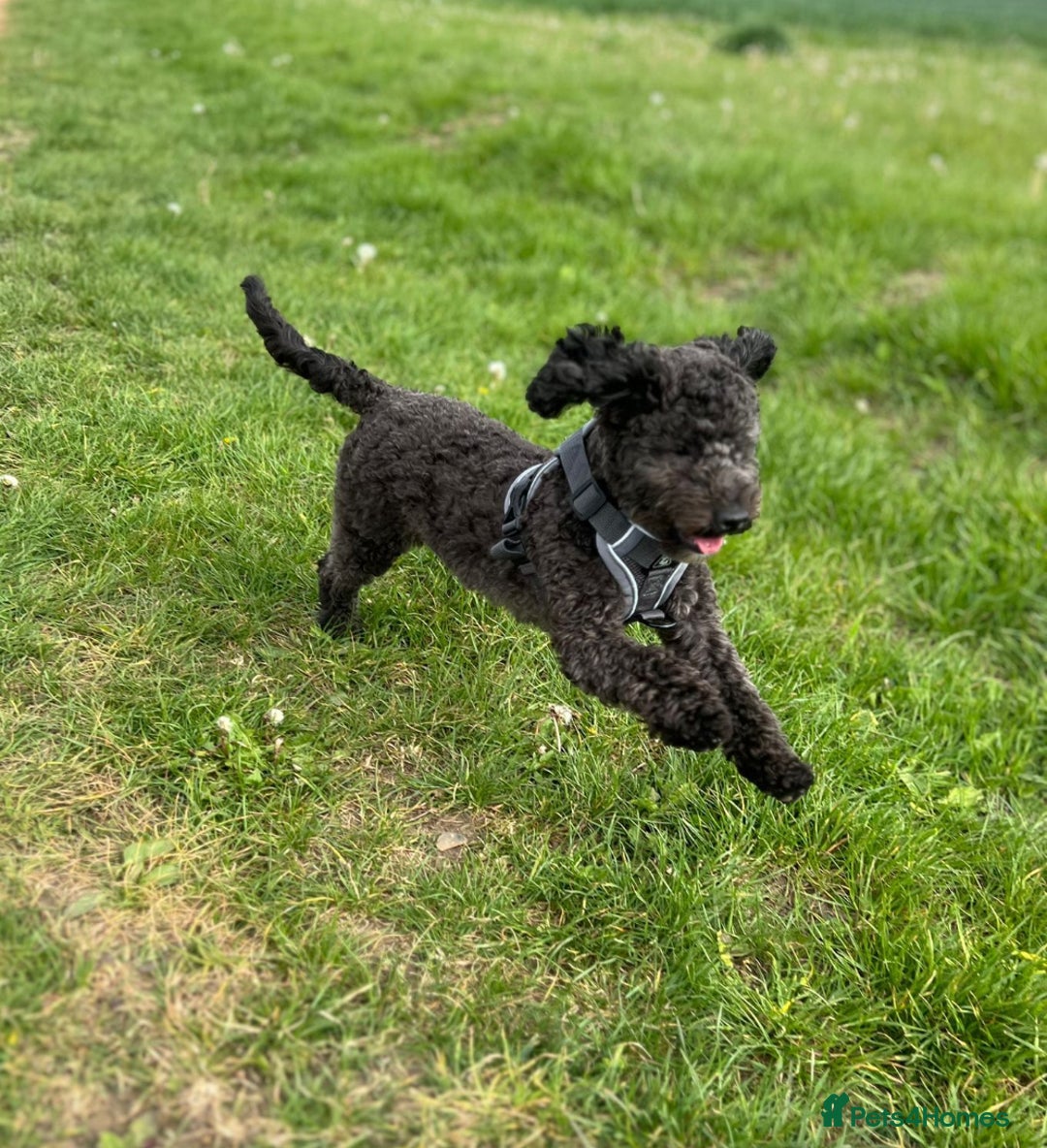 Cavapoo dogs for sale:  Stunning F1b girl cavapoo puppies,rare tri colour - Image 4