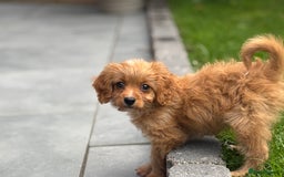 Cavapoo dogs for sale: Cavapoo pup  - Image 4