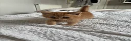 Mixed Breed cats for sale: 6 beautiful kittens  - Advert 15