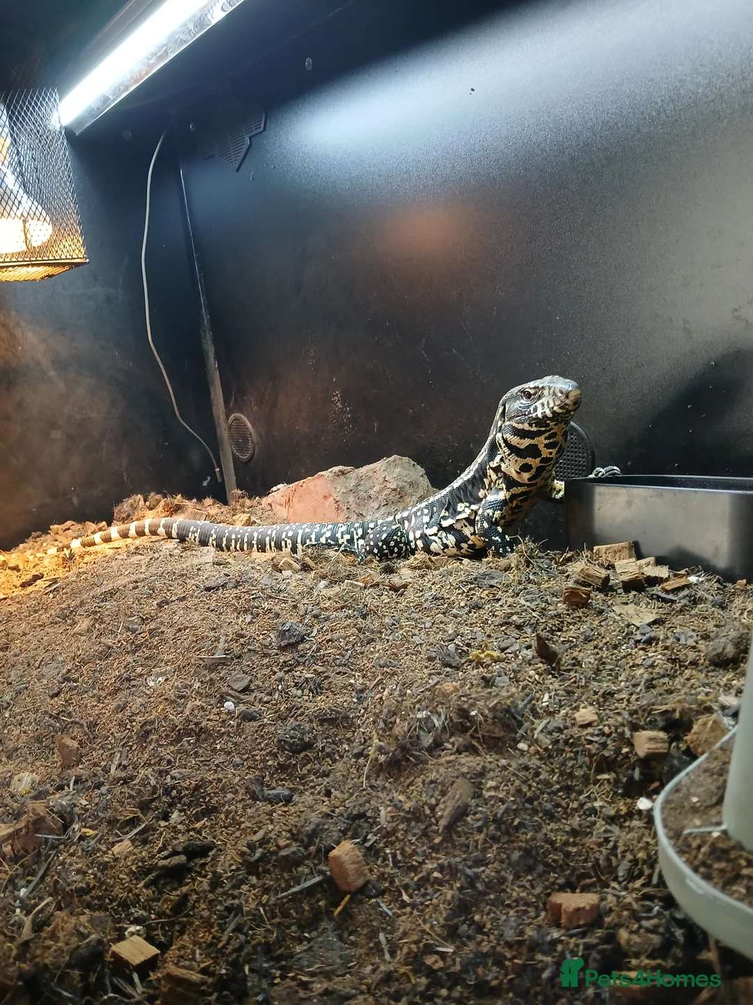 Lizard reptiles for sale: Tegu. - Advert 1