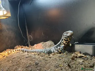 Lizard reptiles Tegu. - Advert 1