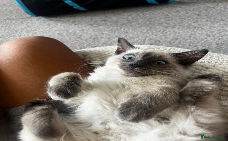 Ragdoll cats - Advert 10