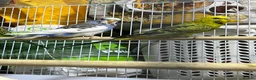 Budgerigars birds for sale: 18 budgies for sale - Advert 9