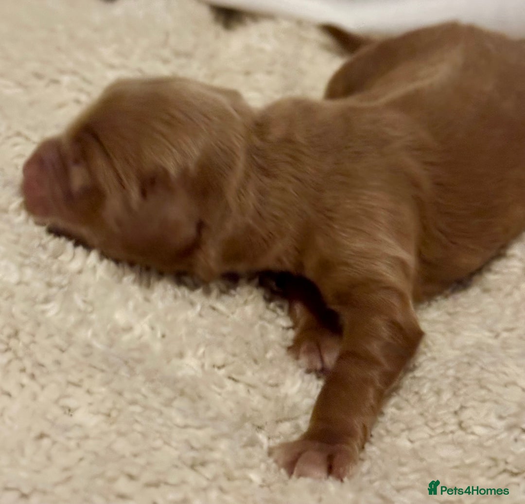 Cockapoo dogs for sale: F1 show type cockapoo puppies  - Advert 5