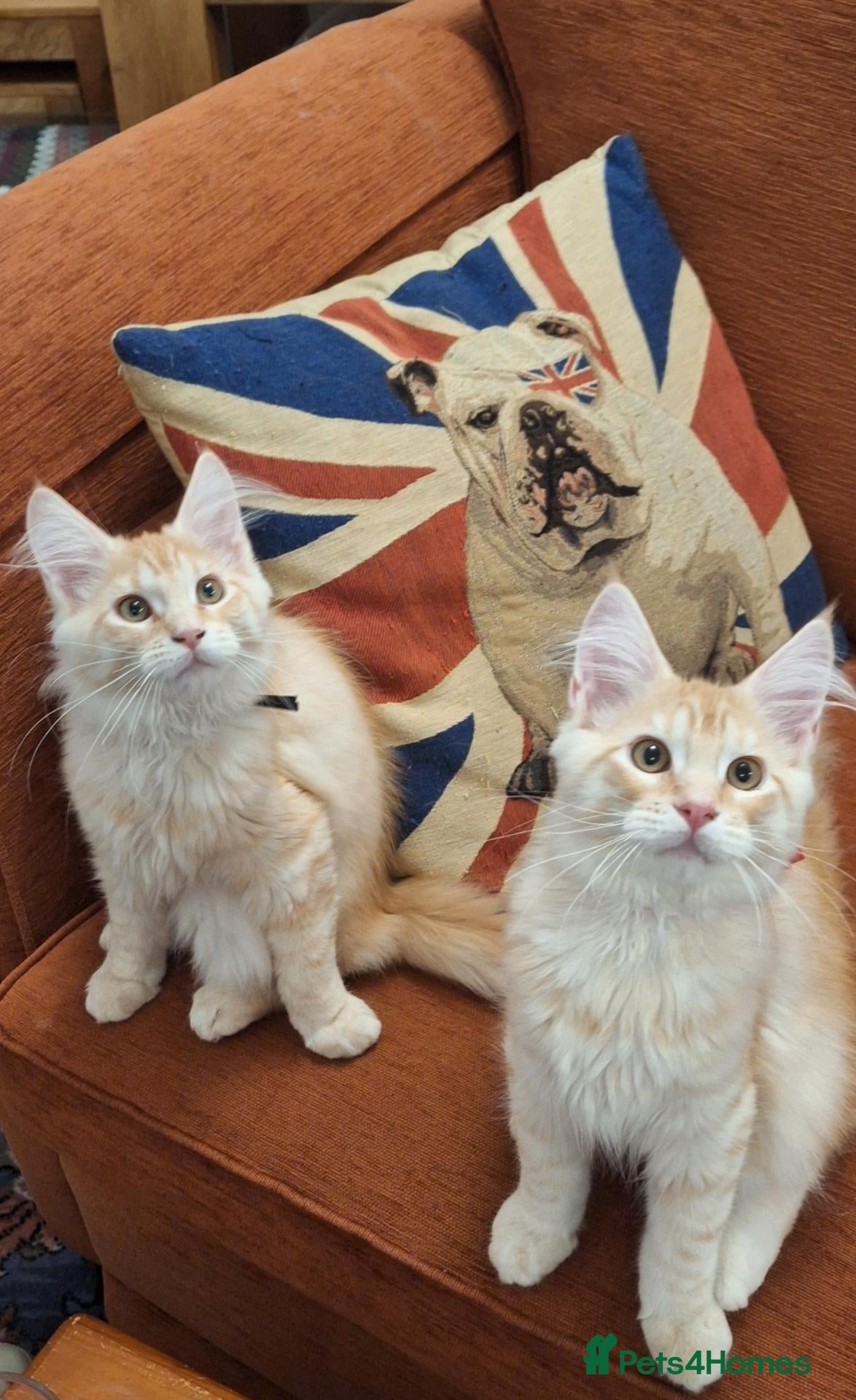 Maine Coon cats 😻 Ready Now 😻 Maine Coon Kittens only x2 left😻  - Advert 1