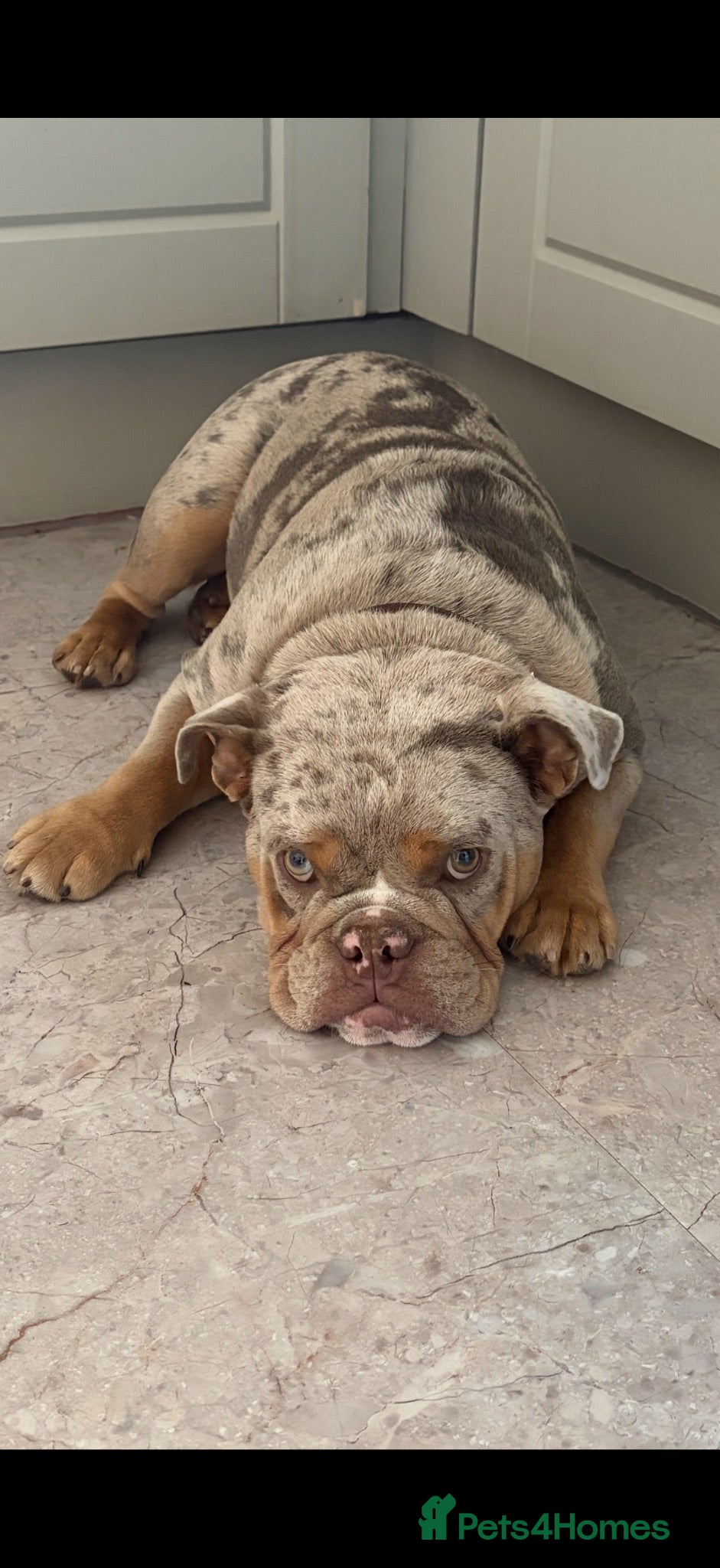 English Bulldog dogs KC REG English Bulldog Female 7 Months - Advert 2