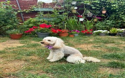 Maltipoo dogs for sale: Expecting F1 small Maltipoo puppies - Image 8
