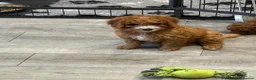 Cavapoo dogs for sale: Adorable Cavapoo Puppies – Ready in Okehampton - Advert 3