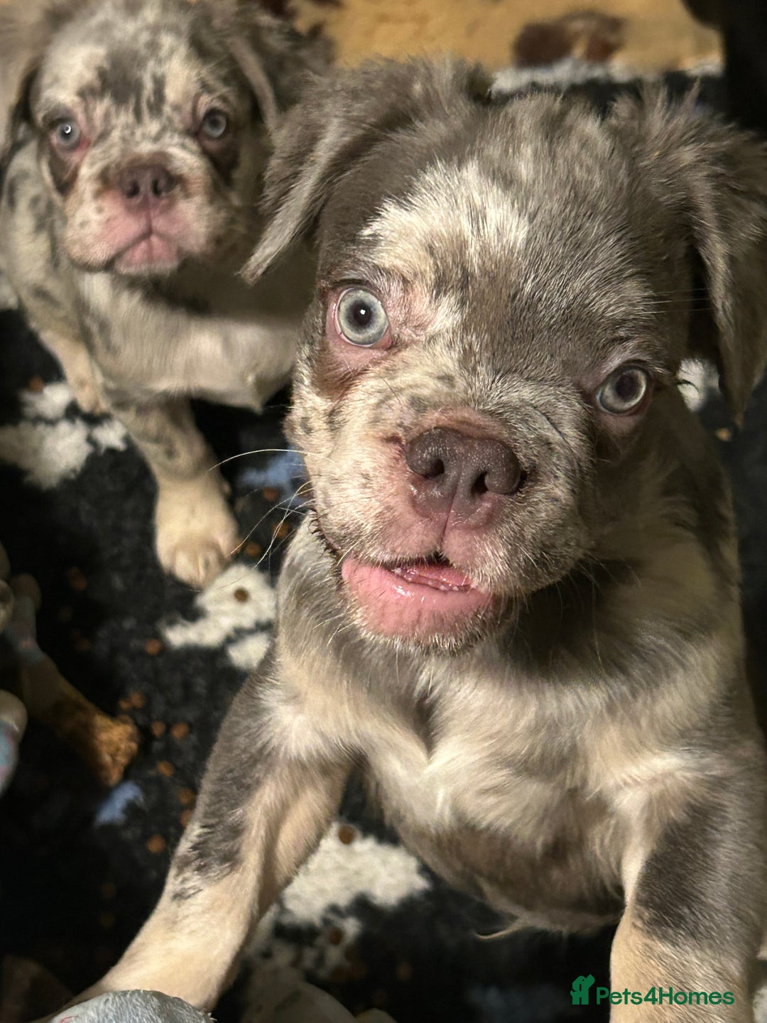 French Bulldog dogs for sale: x2 boys🔥🐾Ready Now🔥🐾Fluffy French bulldogs🔥🐾 in Rotherham - Image 39