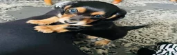 Miniature Dachshund dogs for sale: Black&Tan Puppies Looking for Their Forever Homes! - Advert 23