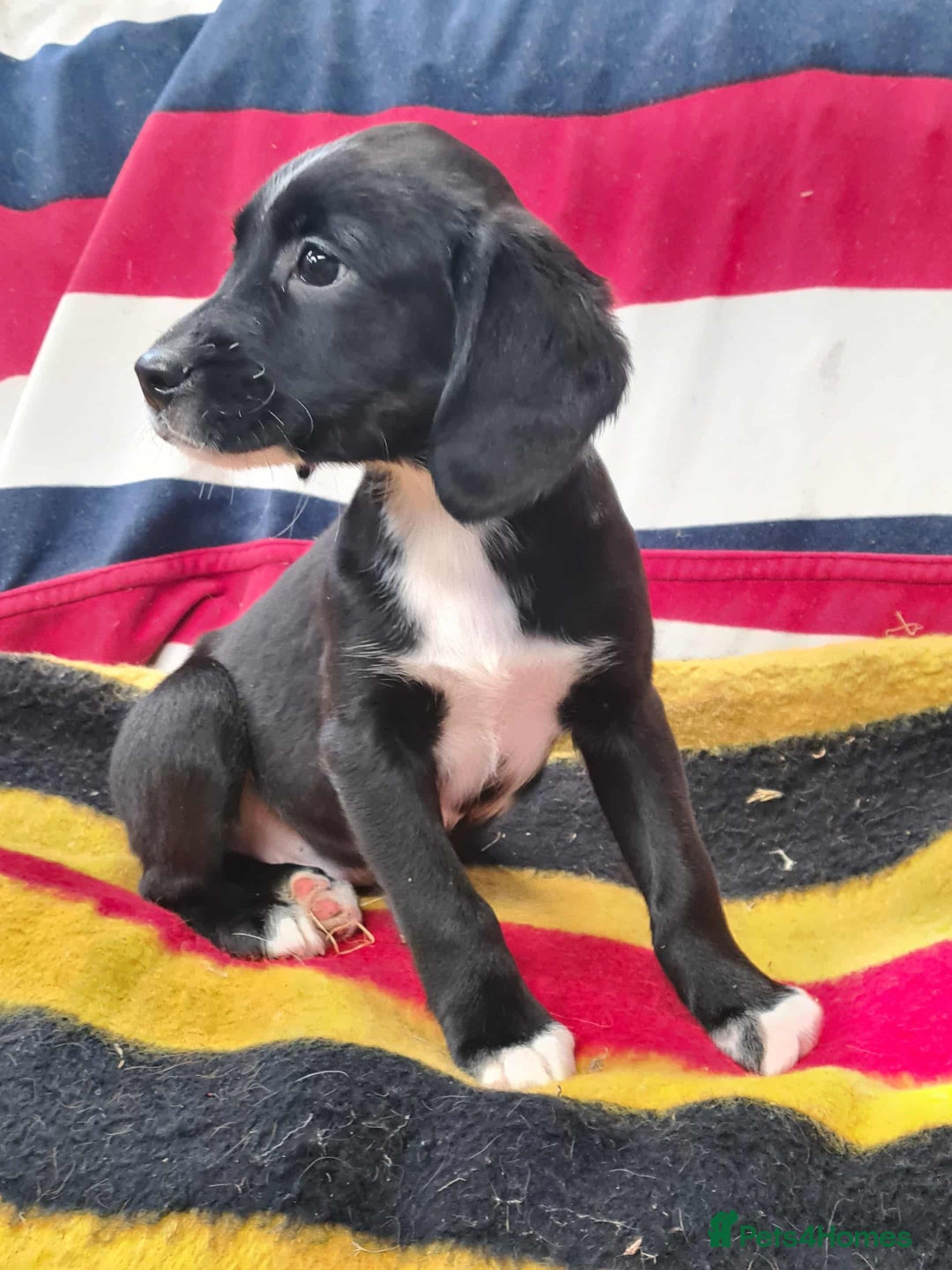 Springador dogs for sale: Springador puppies ready for their new homes - Advert 1