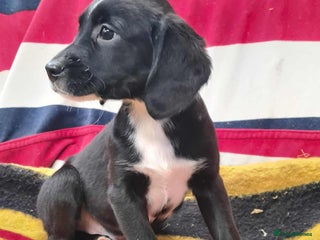 Springador dogs Springador puppies ready for their new homes - Advert 1