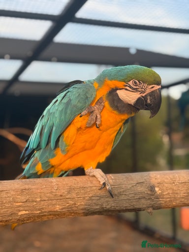 Gallery Image {{count}}