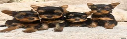 Yorkshire Terrier dogs for sale: Mini Yorkshire Terrier Puppies  - Advert 7