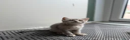 British Shorthair cats for sale: Ready to go last British Shorthair female - Advert 16