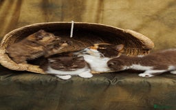 British Shorthair cats for sale: British Short and Long Hair  - Image 4