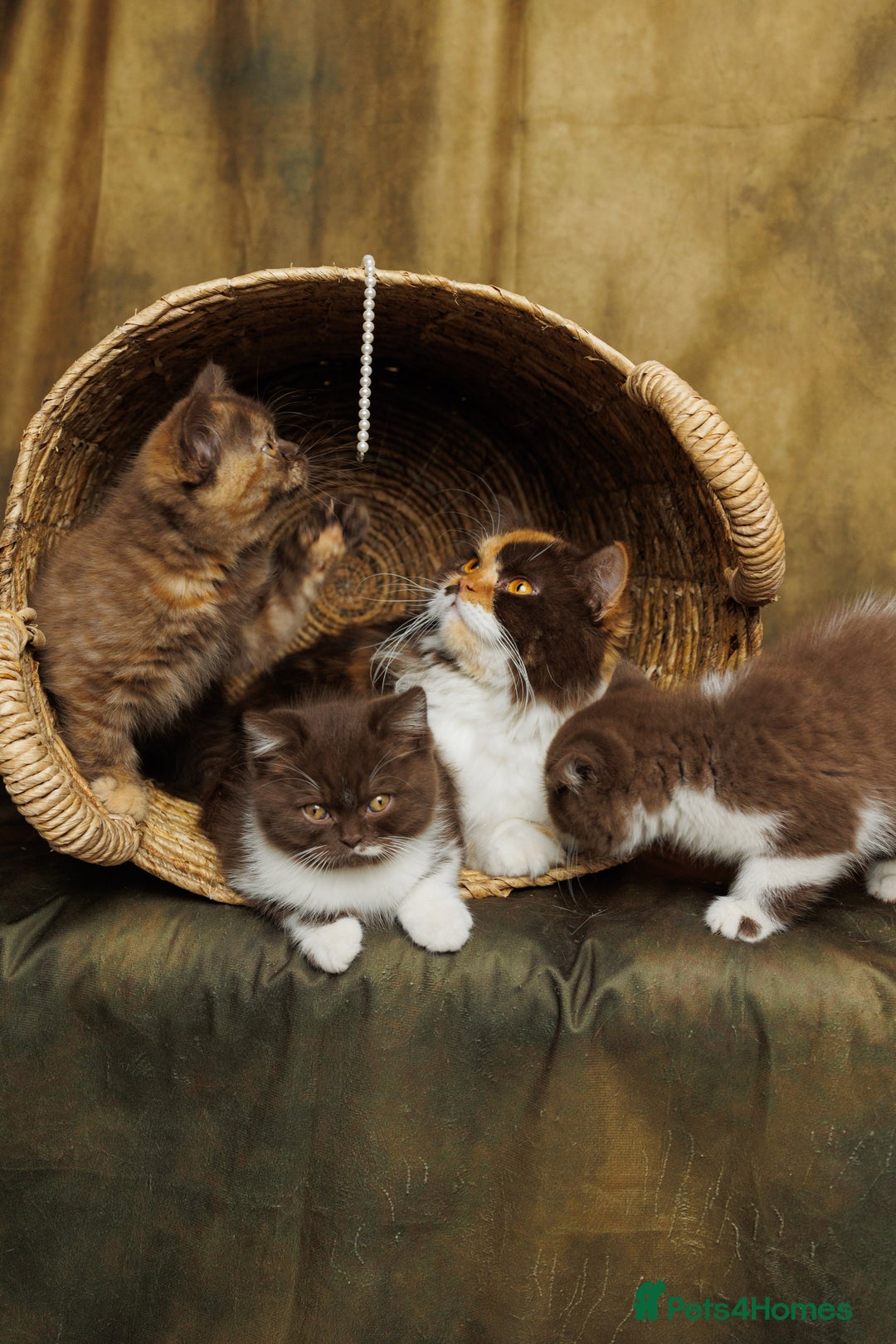 British Shorthair cats for sale: British Short and Long Hair  - Image 4