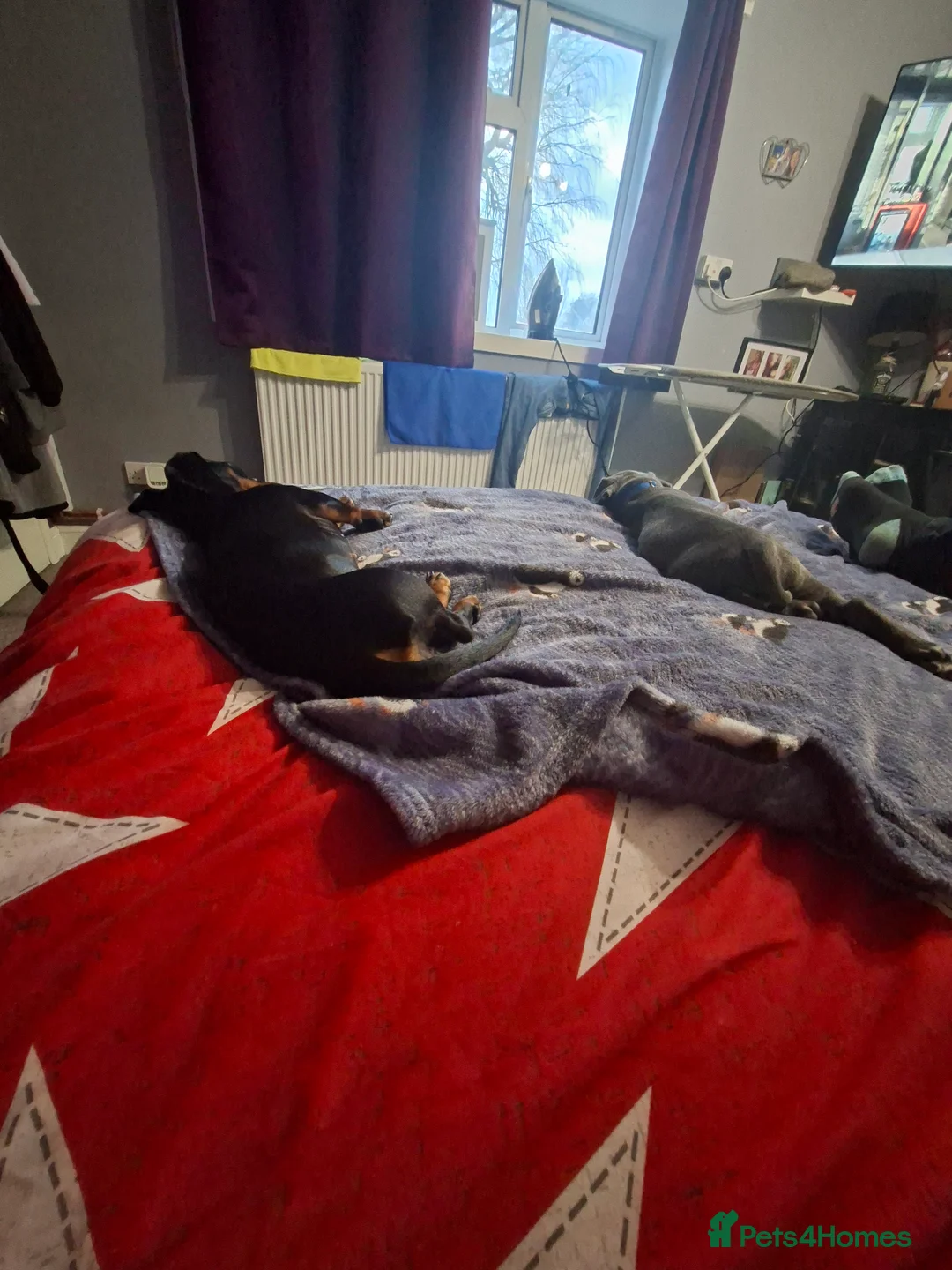 Miniature Dachshund dogs for sale: Mabel - Advert 2