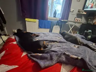 Miniature Dachshund dogs Mabel - Advert 2