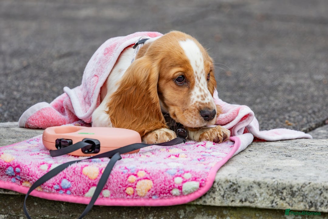 Cocker Spaniel dogs for sale: 10 week old cocker spaniel  - Image 1