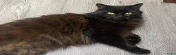 Mixed Breed cats for sale: Looking for a Forever Home (Urgent) - Advert 4