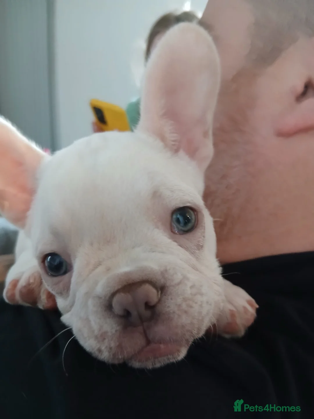 French Bulldog dogs for sale: 1 white puppy left of pur litter - Advert 2