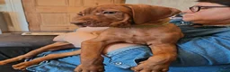 Hungarian Vizsla dogs for sale: * 1 Beautiful Girl Ready For Her New Home * * - Advert 13
