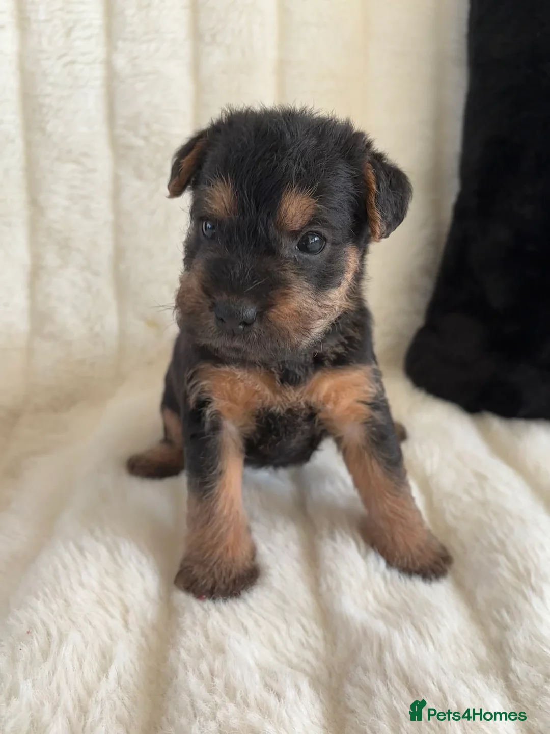 Lakeland Terrier dogs for sale: Lakeland terrier pups  - Advert 6