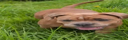 Olde English Bulldogge dogs for sale: Olde English bulldogge  - Advert 19