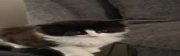 Norwegian Forest Cat cats for sale: Norwegian Forest Kittens - Advert 2