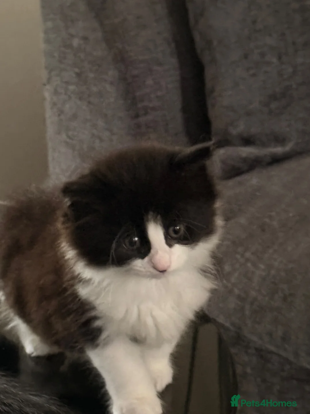 Norwegian Forest Cat cats for sale: Norwegian Forest Kittens - Advert 2