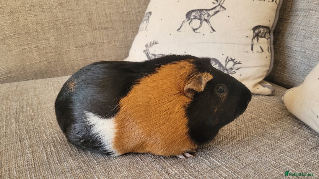 Guinea Pig rodents for sale: Two female guinea pigs - Image 2