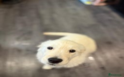 Golden Retriever dogs for sale: Beautiful Golden Retriever Puppy  - Image 5