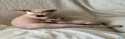 Sphynx cats for sale: 2 boys and 1 female sphynx kittens.  - Advert 5